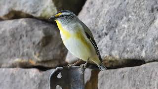 Striated Pardalote calling up close [upl. by Nytsyrk]