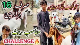 Lalukhet Bakra Mandi Latest Update  22 September 2024  Bakra Mandi [upl. by Waiter409]