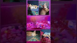 cat fishvideo music [upl. by Darom]