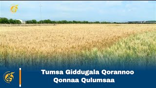 Tumsa Giddugala Qorannoo Qonnaa Qulumsaa [upl. by Gnahk601]