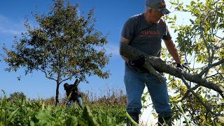 Scrape Tree 101 with Terry Drury [upl. by Assilym495]