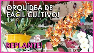 ORQUÍDEA ODONTOCIDIUM CATATANTE  Como replantar e cultivar Oncidium em vaso 🥰 [upl. by Callan]