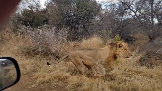 A male lion chases an eland bull right past the game viewer [upl. by Akienom]