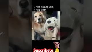 Tu 🐶🐺🐕🐕‍🦺🦮🐩 es celoso Hahah 😆😆 [upl. by Naehgem981]