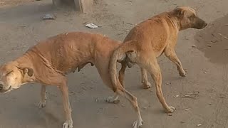 meeting of male and female dog amazing video Fantastic Dog Meeting [upl. by Elirpa]