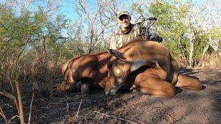 Bow Hunting for Nilgai in South Texas [upl. by Sivrup]