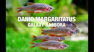 Celestial Pearl Danio Care Guude margaritatus  Galaxy Rasbora [upl. by Elliot667]