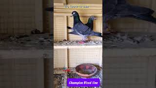 Belgium Racing pigeon 🔥🔥2024 kabutar racer viral racing kabootar kalapati [upl. by Harneen]