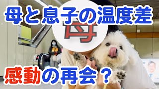 お母さんと愛犬の3時間ぶりの感動の再会？【マルチーズ】 [upl. by Airym98]