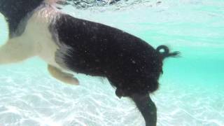 World Famous Swimming Pigs of Exuma [upl. by Greenstein364]