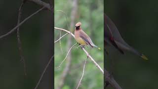 Cedar Waxwing bird [upl. by Peterson]