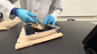 Frog Dissection Grade 10 Science class 2NC2D1 uncut version [upl. by Libenson]