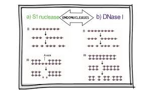 Manipulation of DNA  Enzymes Used In Gene Cloning [upl. by Toby]