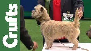 Group Judging Terrier and Presentation  Crufts 2012 [upl. by Melda983]