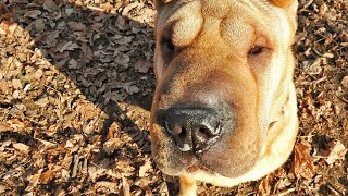 Discover Fun Activities for Your Chinese SharPei [upl. by Mcgray]