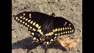 Raising Black Swallowtail Butterflies [upl. by Greenlee]