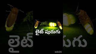 లైట్ పురుగు [upl. by Noella69]