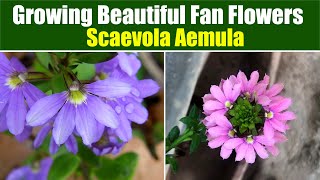 Fan Flower Fantasia Mastering the Art of Growing Scaevola Aemula [upl. by Llien]