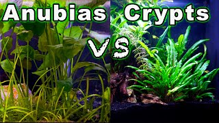 Beginner Aquarium Plants Anubias vs Crypts  Which One is Better🌱🌿 [upl. by Mirna]