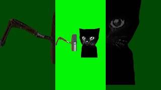 Cat Podcast  Green Screen cat cats meme podcast catmeme yap fyp [upl. by Bowra26]