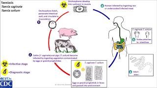 Taenia saginata Taenia solium life cycle [upl. by Anibur528]