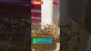 Timelapse of my Lasius Flavus workers transporting brood 🐜 ants antscolony antkeeping [upl. by Khalin]