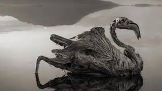 The Animal Mummies of Lake Natron a Salt Lake in Tanzania [upl. by Herson]