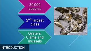 Class Bivalvia  Phylum Mollusca  larvae in class Bivalvia [upl. by Groome]