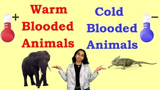 WarmBlooded vs ColdBlooded What’s the Difference [upl. by Irt]