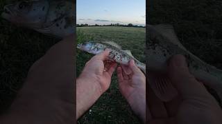 Another small Zander lure lurefishing fishing predatorfish [upl. by Cicero82]