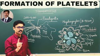 1 Formation of Platelets Thrombopoiesis Megakaryocytes [upl. by Akla]