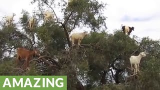 The unbelievable treeclimbing goats of Morocco [upl. by Ehsiom]