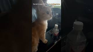 The Cats LaughMaking Daily Life Compilation [upl. by Sordnaxela]