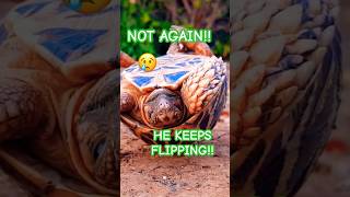 Red Footed Tortoise Keeps Flipping Over tortoisevideo tortoiseslife tortoisecare [upl. by Atiluap680]