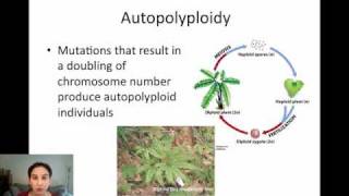 Sympatric Speciation via Polyploidy [upl. by Frants503]