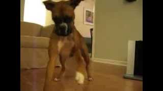 Boxer Dog Attacks Furby  FUNNY [upl. by Margy]