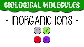 A Level Biology quotInorganic ionsquot [upl. by Damita89]