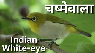 The Indian Whiteeye Zosterops palpebrosus [upl. by Alliuqaj]