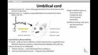 Embryology I  FirstAid  USMLE STEP 1 [upl. by Derdlim942]