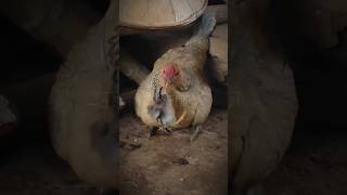 MBAH JOYO BENAR  shorts ayam ayampamagon [upl. by Alitta]