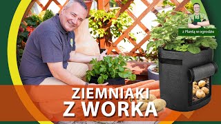 Uprawa ziemniaków w worku  Z PLANTĄ W OGRODZIE [upl. by Skipton]