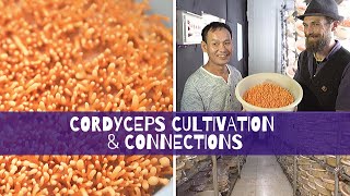 Cordyceps Cultivation amp Connections [upl. by Hbahsur]