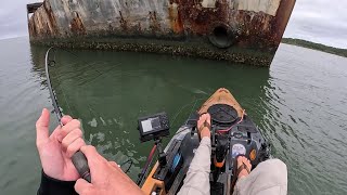 Trophy Fish on Day One Kayak Fishing the Concrete Ships [upl. by Neelram137]