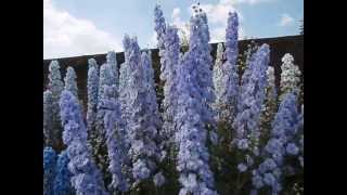 Delphiniums full identification video [upl. by Yarvis929]