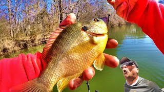 Easy Way To Catch JUMBO Shellcracker For Dinner Delicious Panfish [upl. by Maxantia]