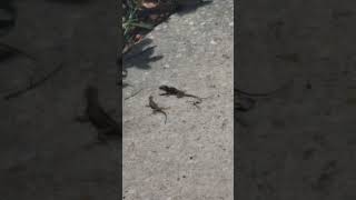 Florida Lizards fighting [upl. by Edia]