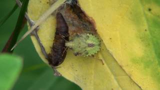 Stink Bug Nymph Pentatomidae Euschistus Feeding on Pupa [upl. by Annatnom537]