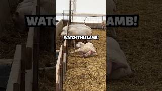 THIS NEWBORN LAMB CAME OUT DANCING💃💃 cute sheep lambing [upl. by Shay]