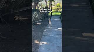 MY DOG TAKES HIMSELF ON A WALK funnydogvideo funnyvideo funnydog superfunny superfunnymemes [upl. by Aisatan]