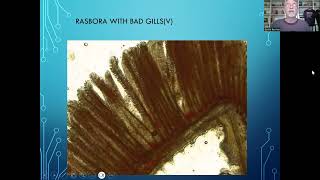 Fish disease case nr 277 Rasbora kalachroma with parasitic worm infection and a bacterial infection [upl. by Esikram218]